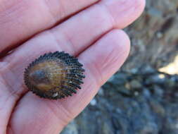 Image of prickly limpet