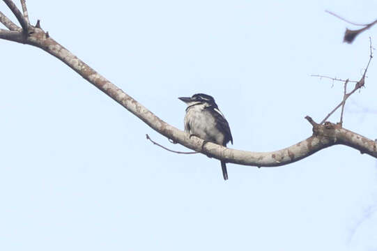 Image of Greater Pied Puffbird