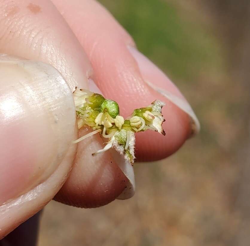 Image of Pacific serviceberry