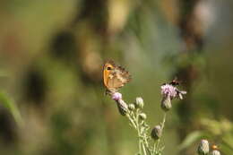 Image of hedge brown