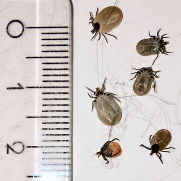 Image of Ixodes ricinus (Linnaeus 1758)