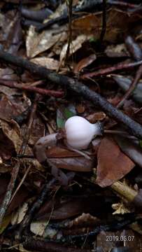 Image of Monotropastrum humile (D. Don) H. Hara