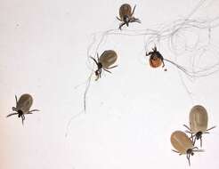 Image of Ixodes ricinus (Linnaeus 1758)