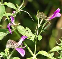 Image of Dicliptera cernua (Nees) J. C. Manning & Goldblatt