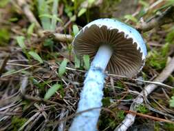 Plancia ëd Stropharia caerulea Kreisel 1979