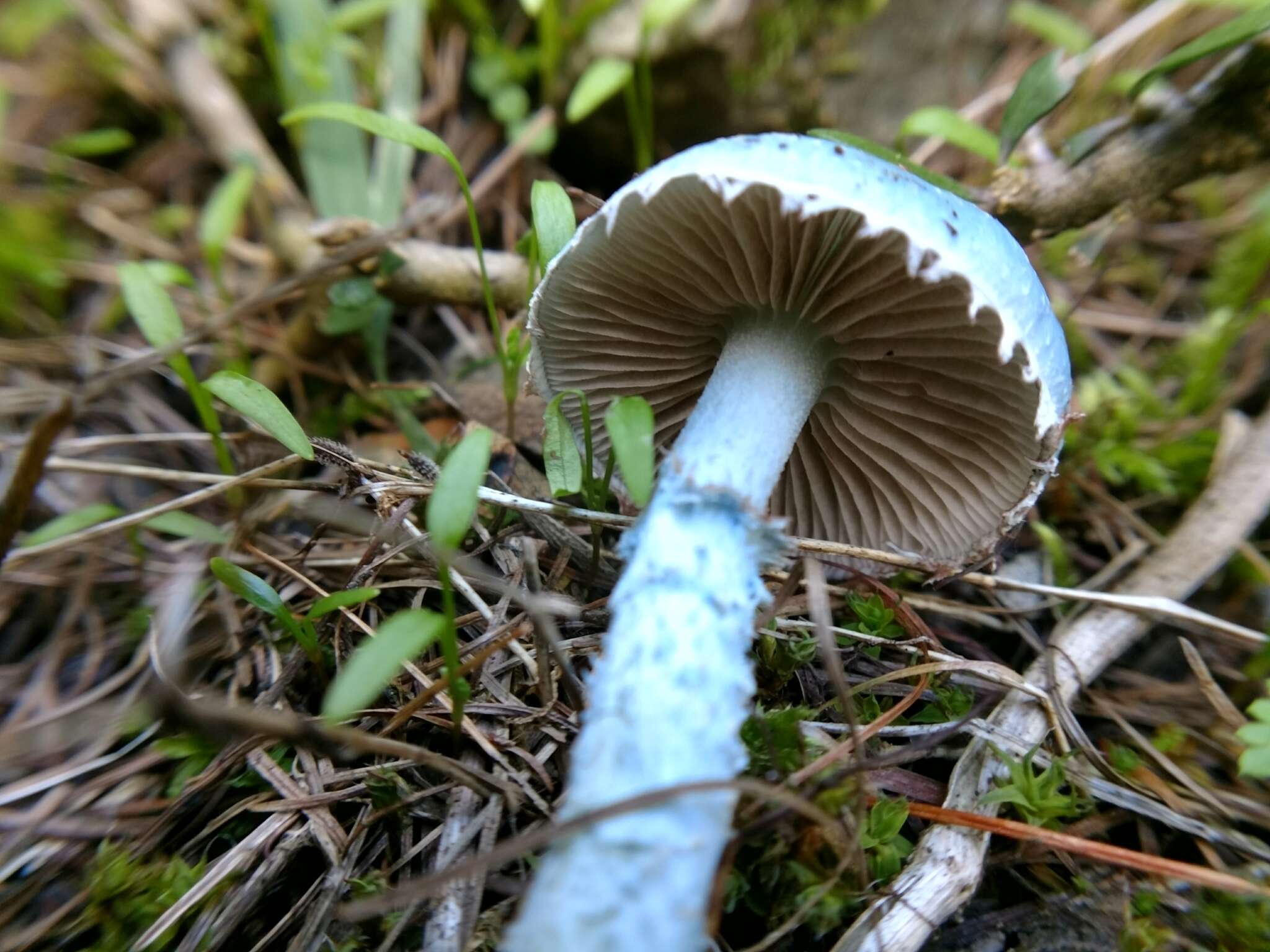 Image of Stropharia caerulea Kreisel 1979