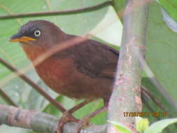 Image of Rufous Babbler