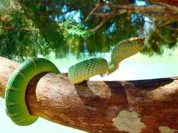 Image of Wagler's Keeled Green Pit Viper