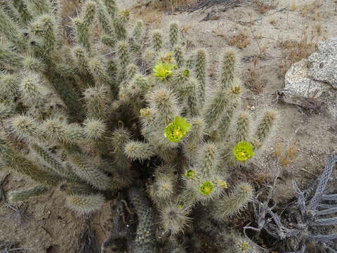 Image of Gander's buckhorn cholla