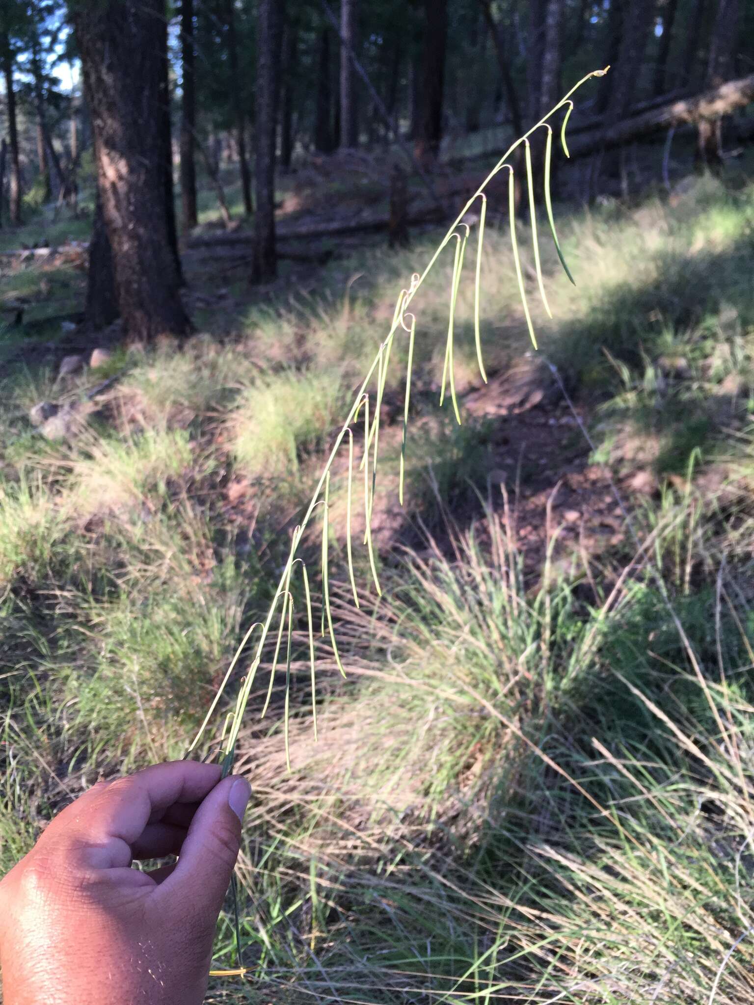 Pennellia longifolia (Benth.) Rollins resmi