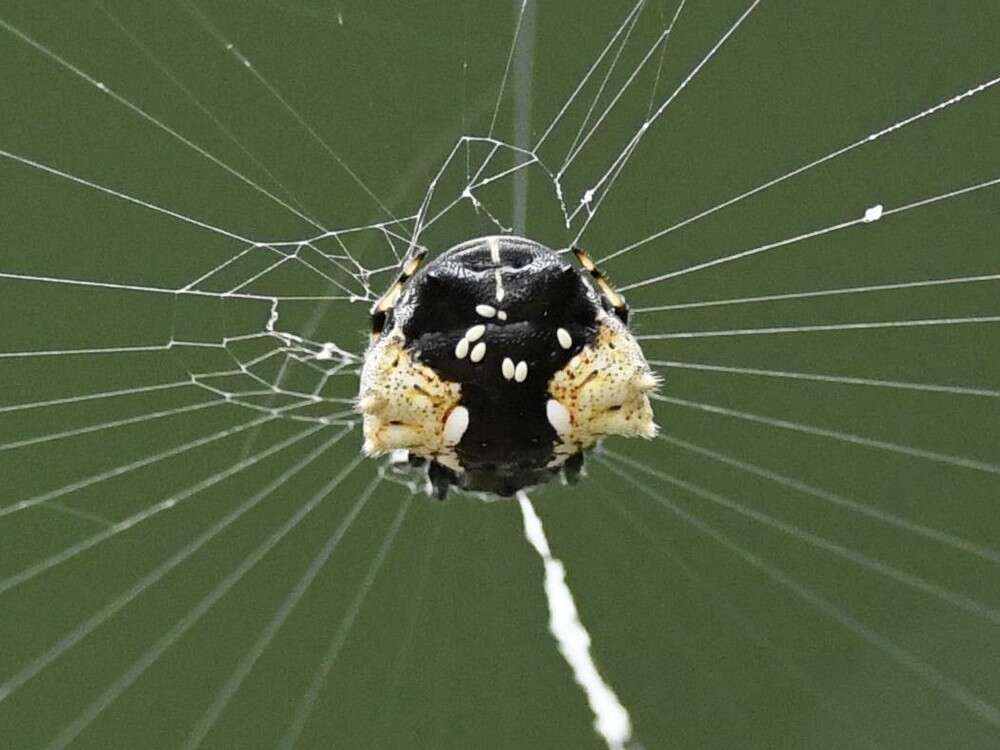 Image of Gasteracantha mediofusca (Doleschall 1859)