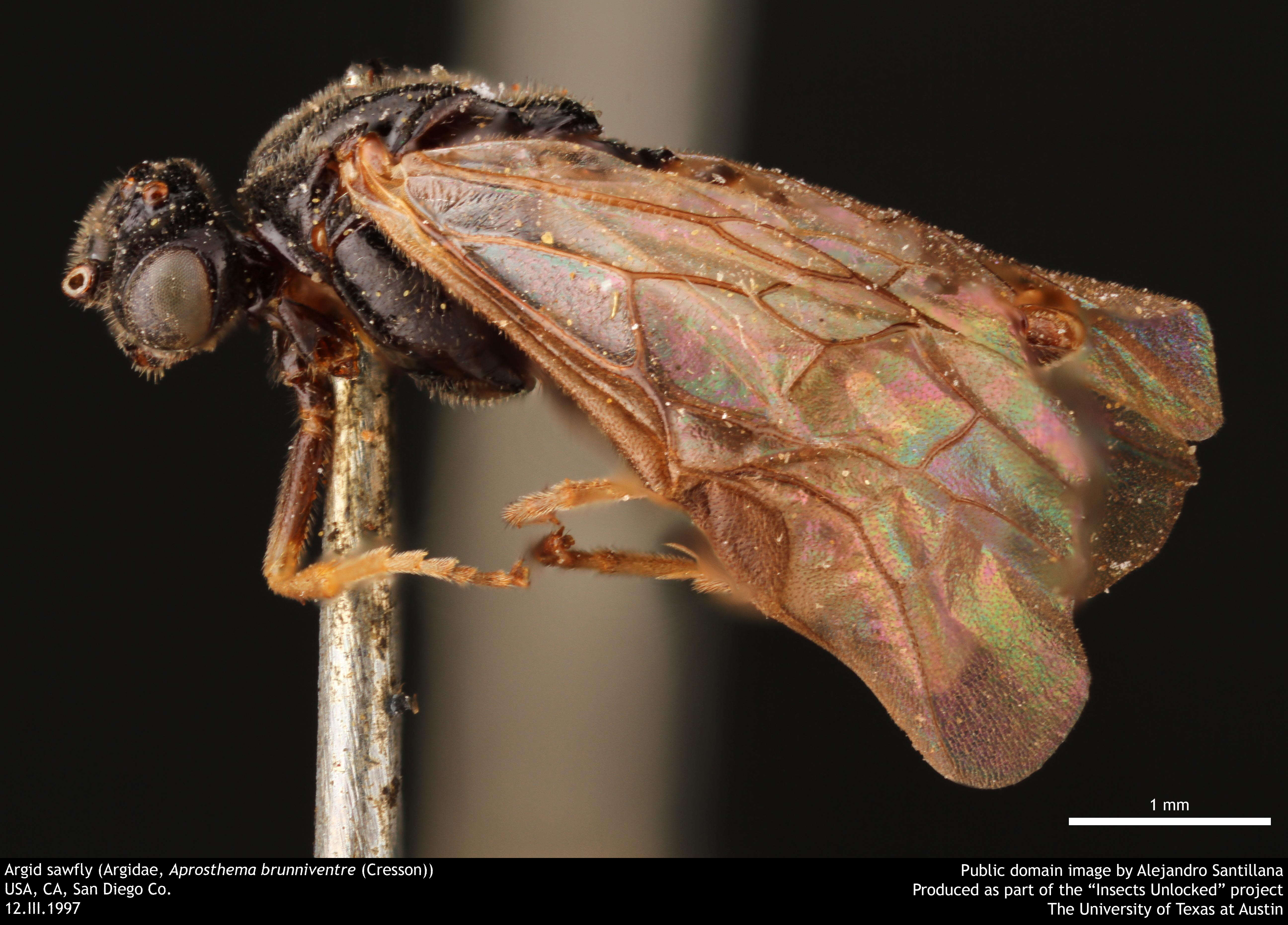 Image of argid sawflies