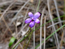 Image of Purple enamel orchid