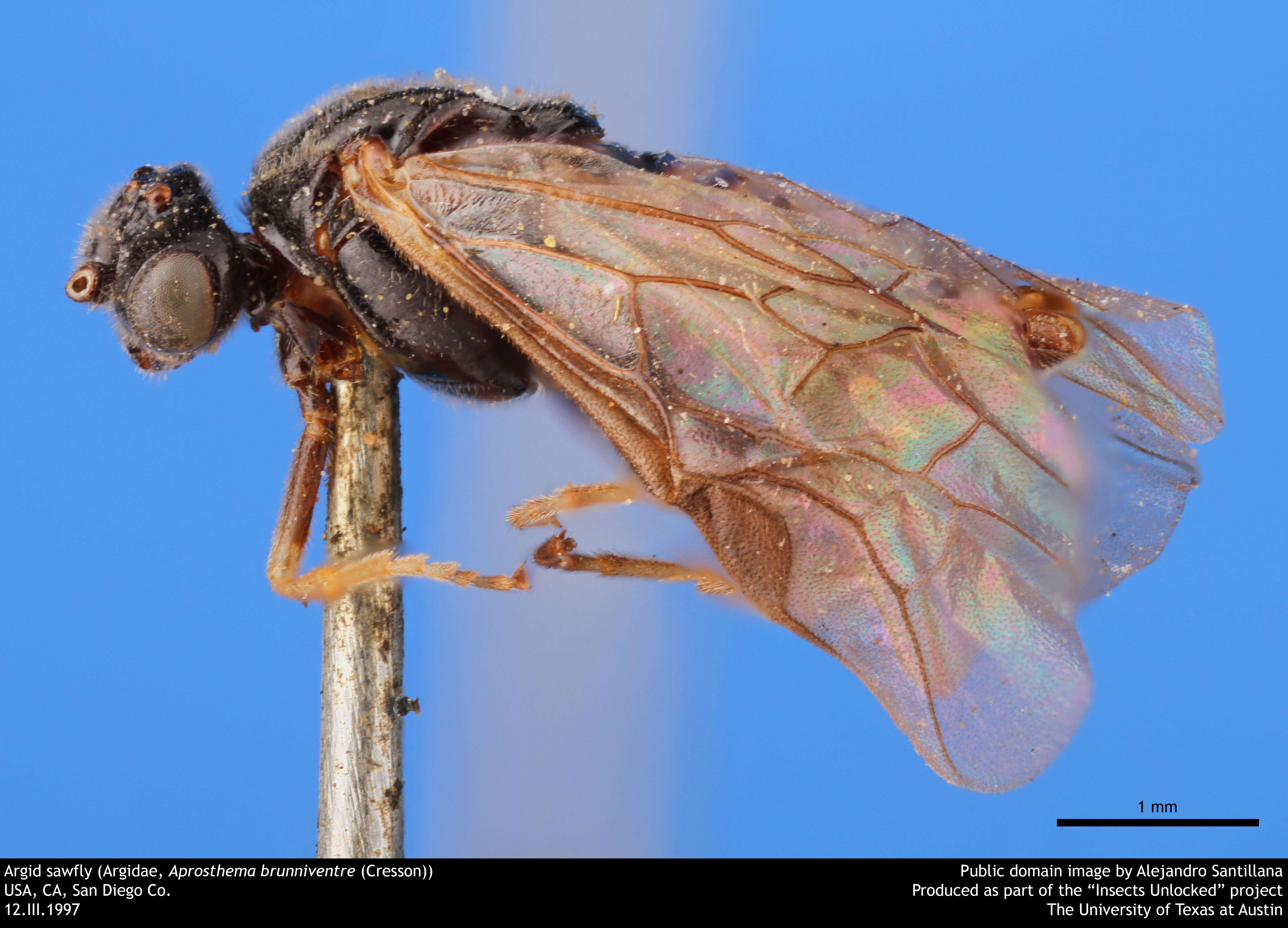 Image of argid sawflies