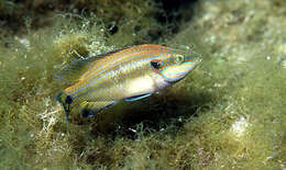 Image of Ocellated Wrasse