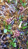 Image of Alaska saxifrage