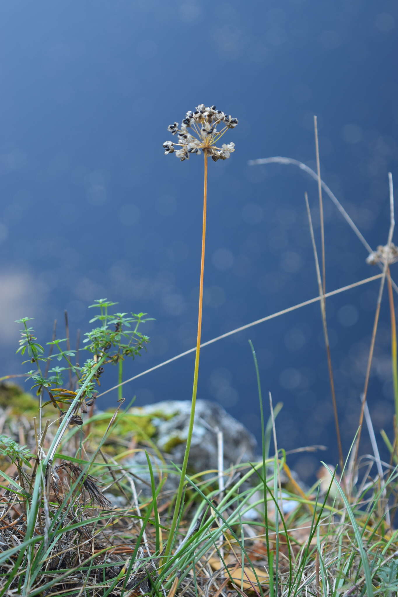 Image of Allium rubens Schrad. ex Willd.