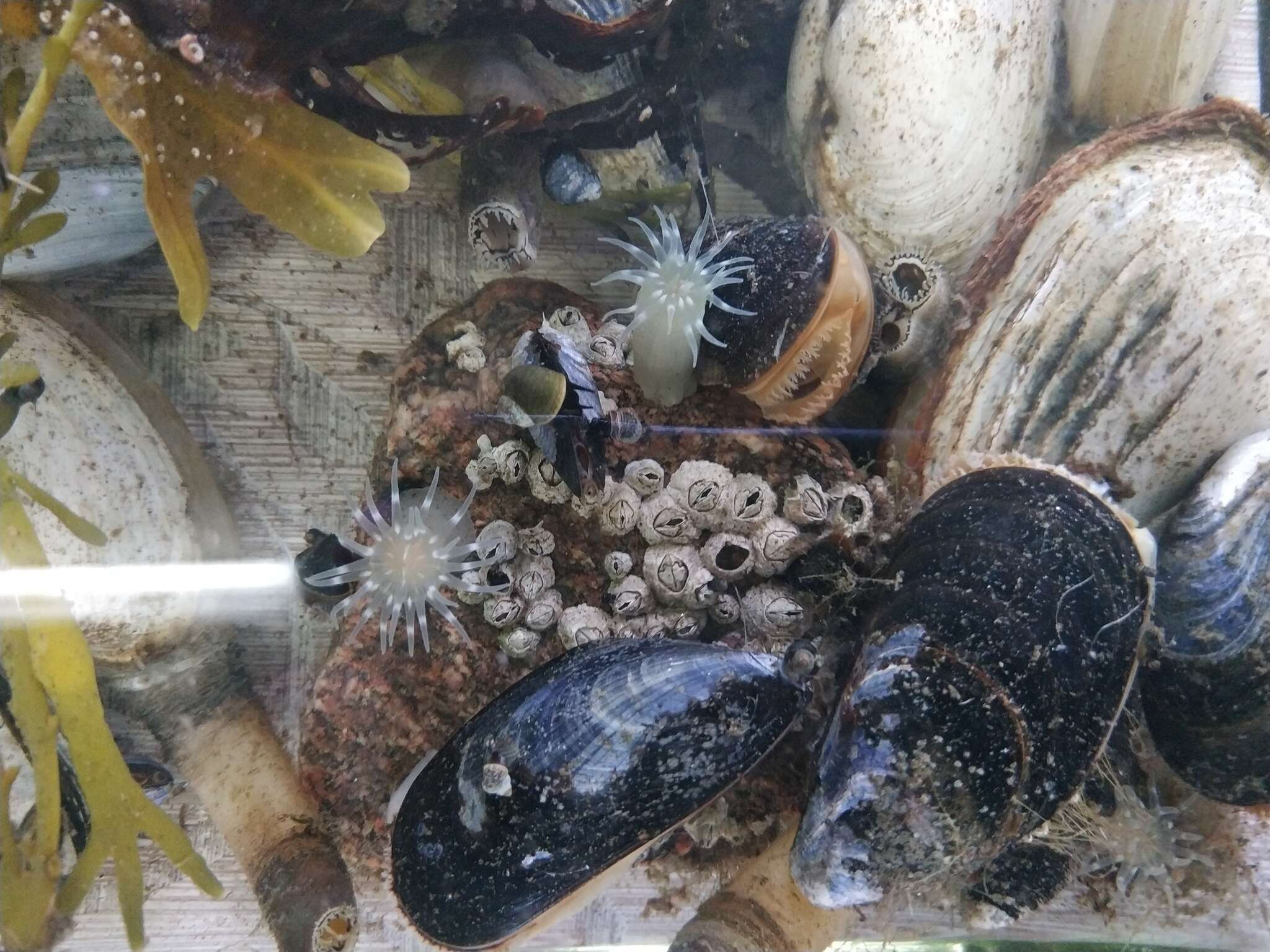 Image of silver-spotted sea anemone