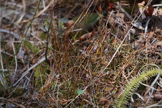 Image of little curlygrass fern