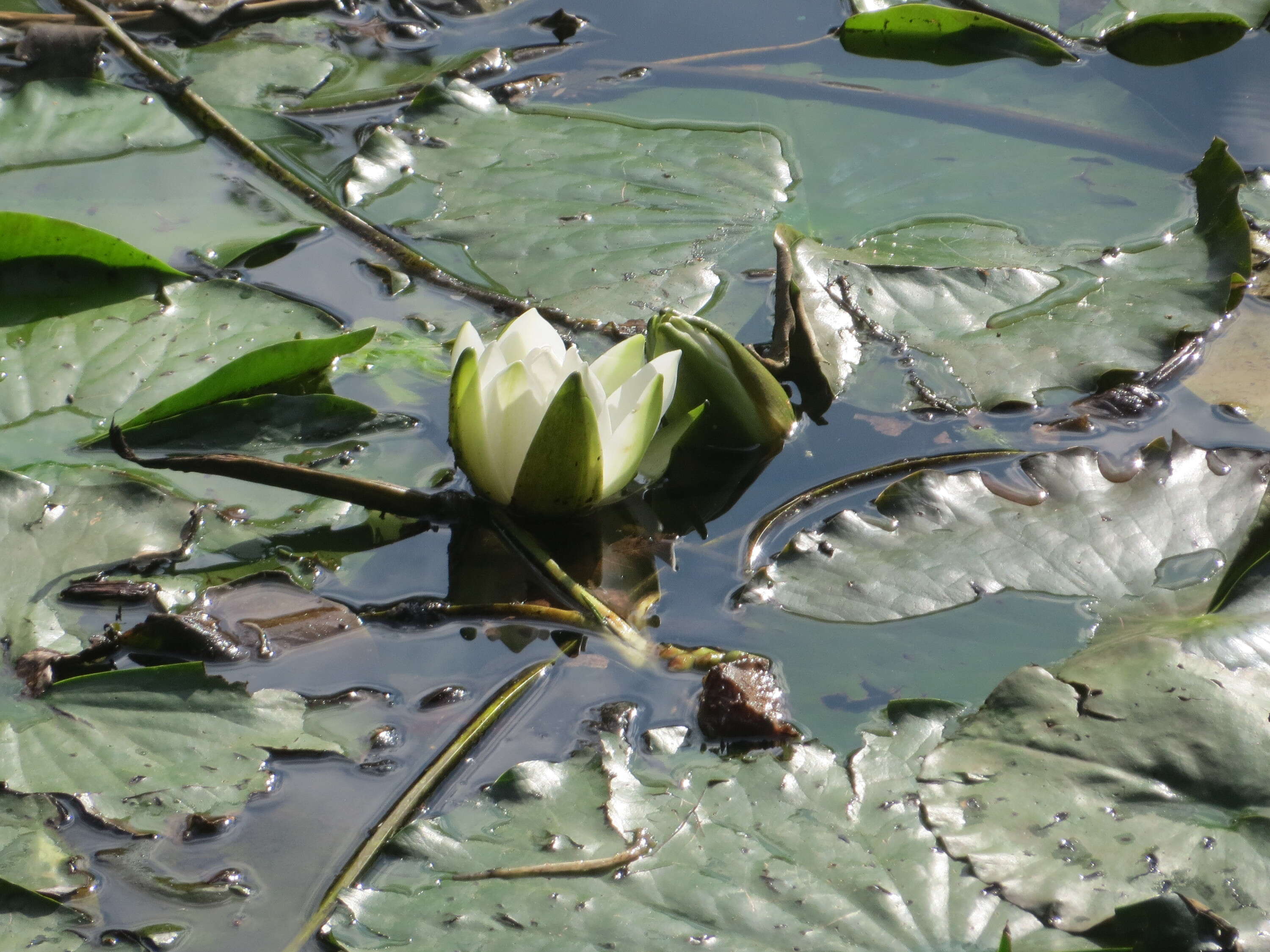 Image of European white waterlily