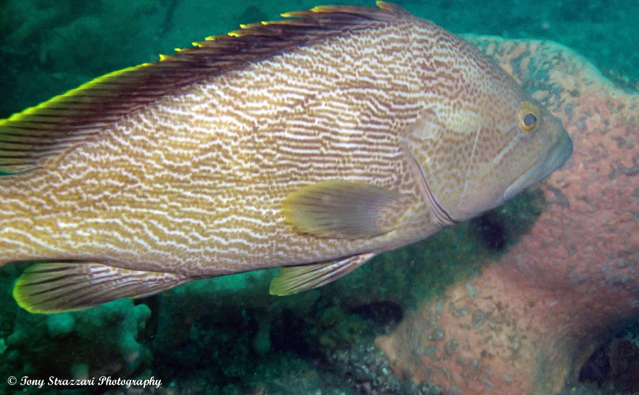 Epinephelus undulatostriatus (Peters 1866)的圖片