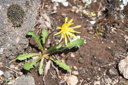 Image of Taraxacum bicorne Dahlst.