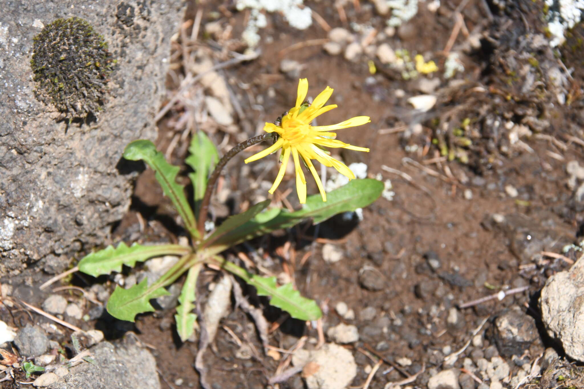 Sivun Taraxacum bicorne Dahlst. kuva