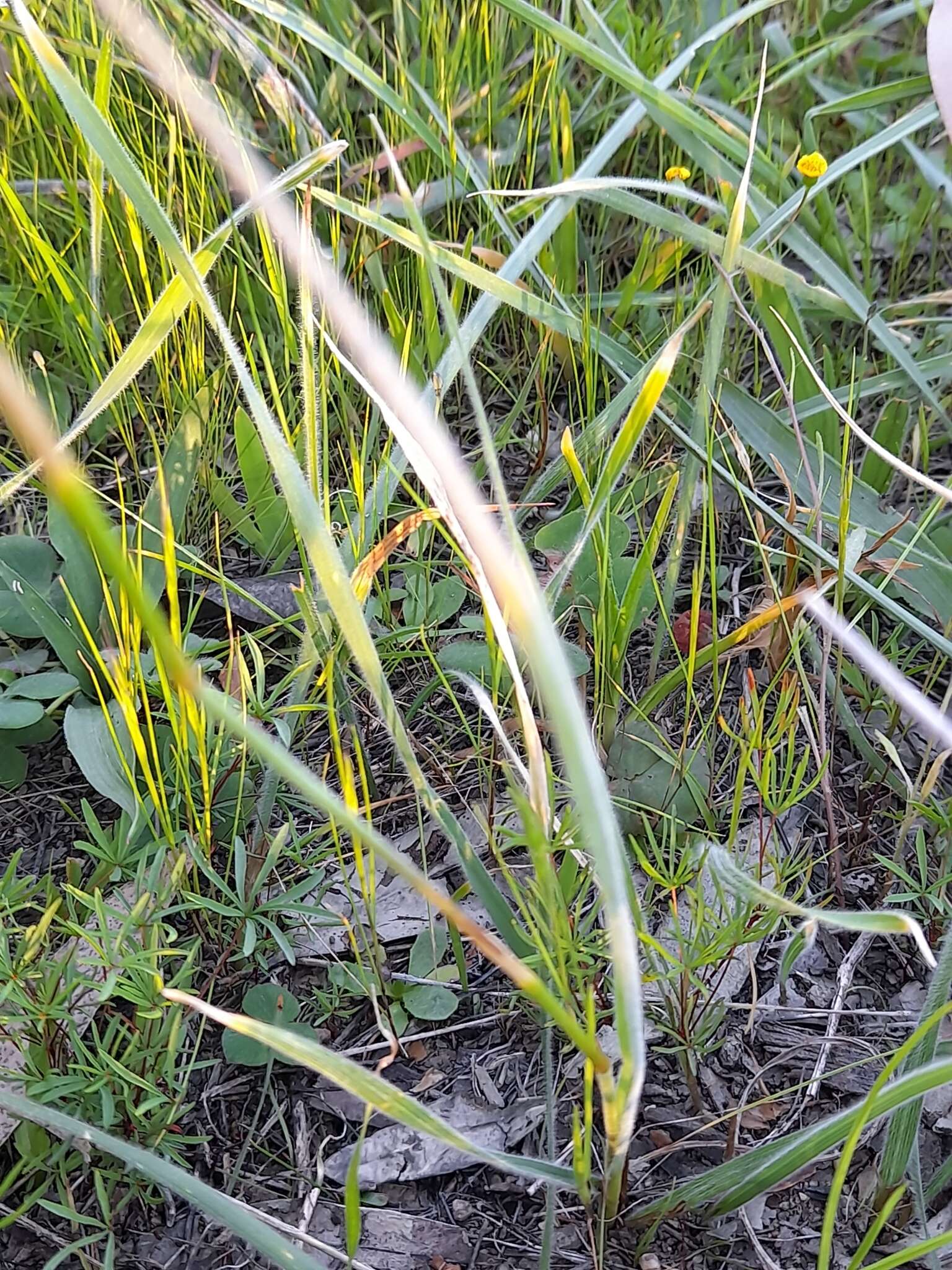 Image of Peacock moraea