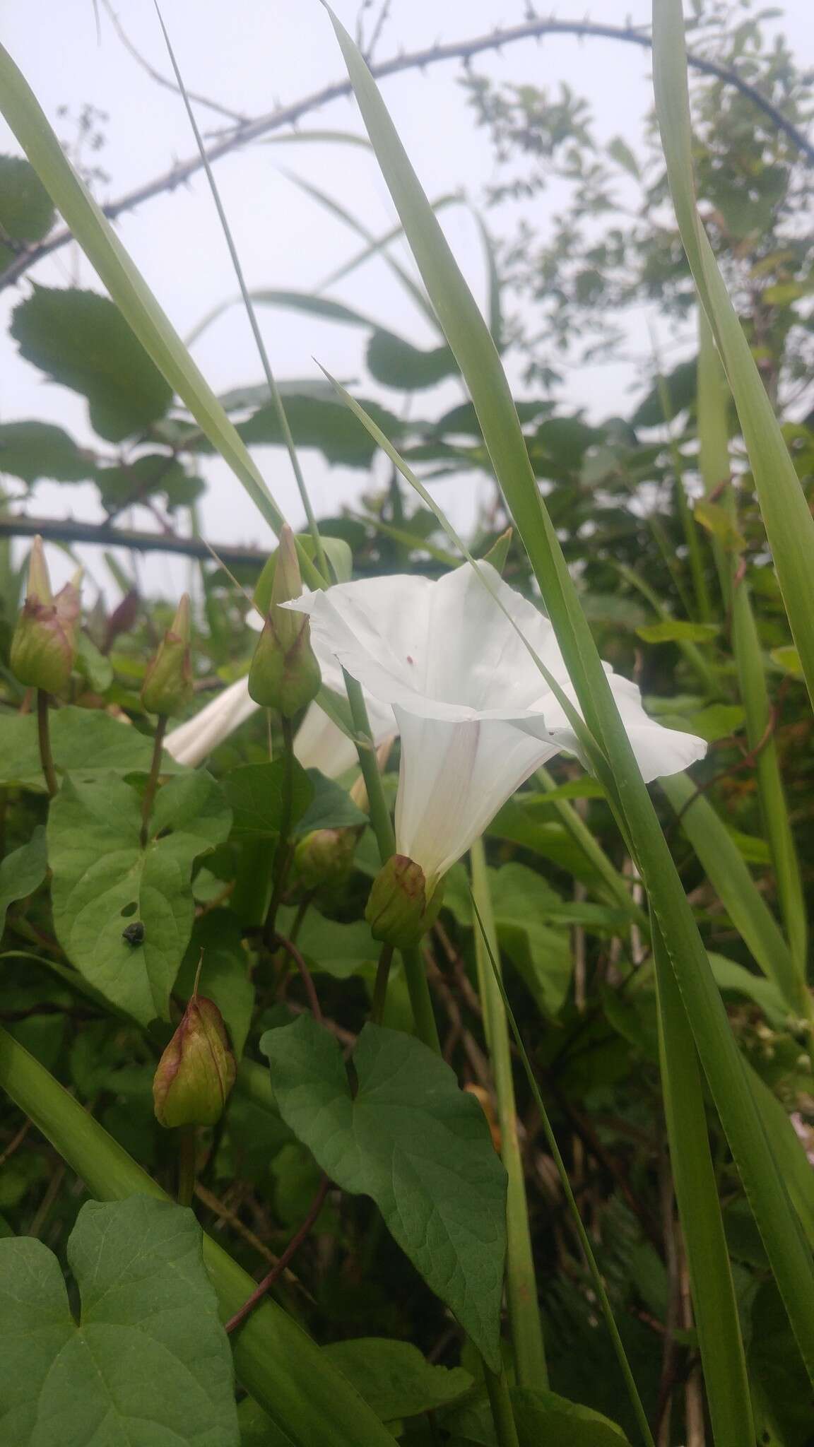 Image de Calystegia silvatica subsp. disjuncta R. K. Brummitt