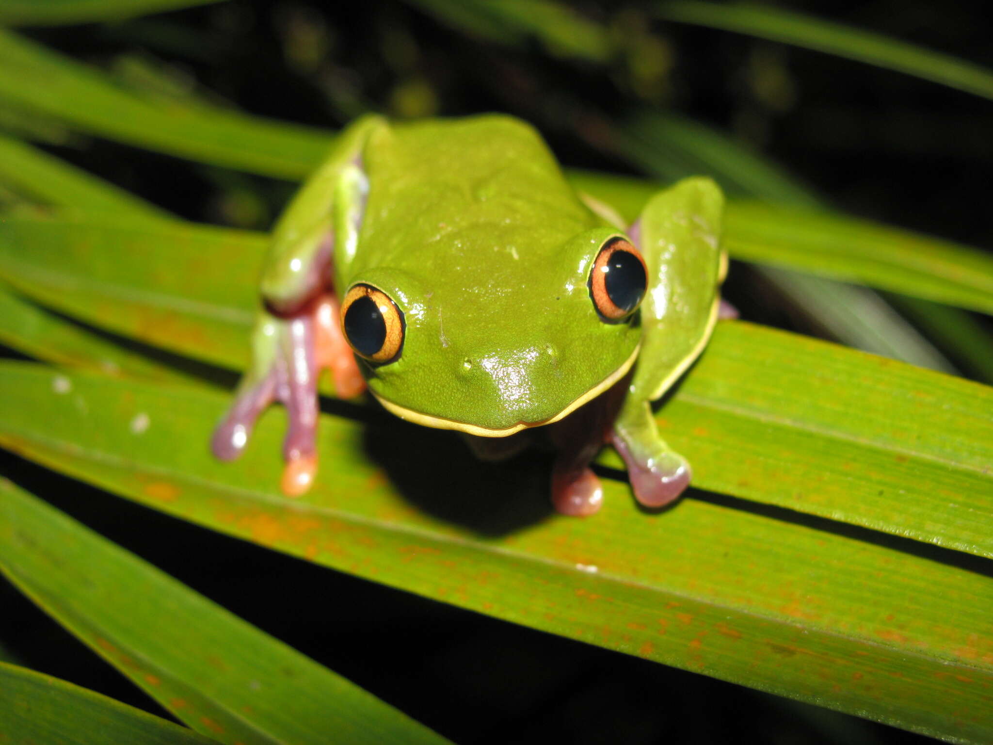 Image of blue-sided leaf frog