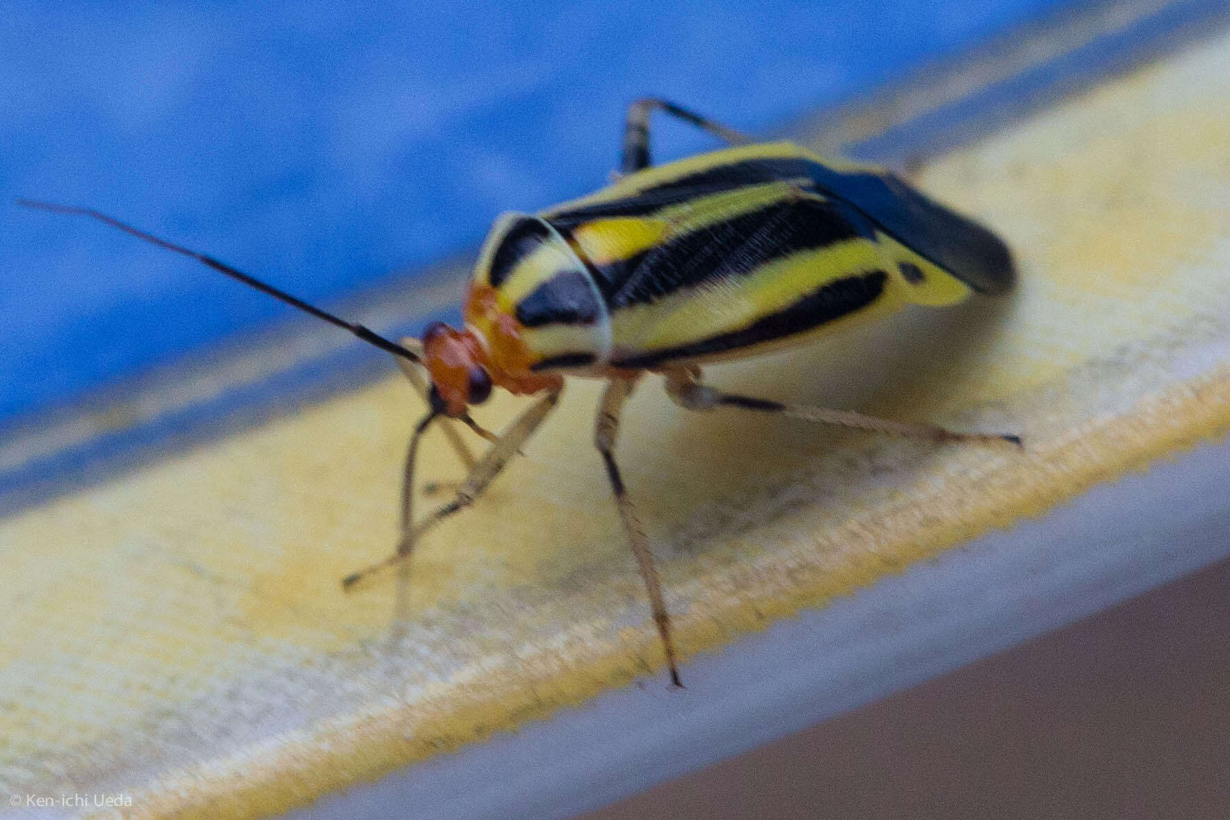 Image of Poecilocapsus