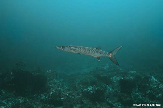 Image of Guinean barracuda