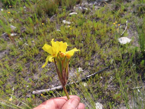 Imagem de Bobartia longicyma subsp. longicyma