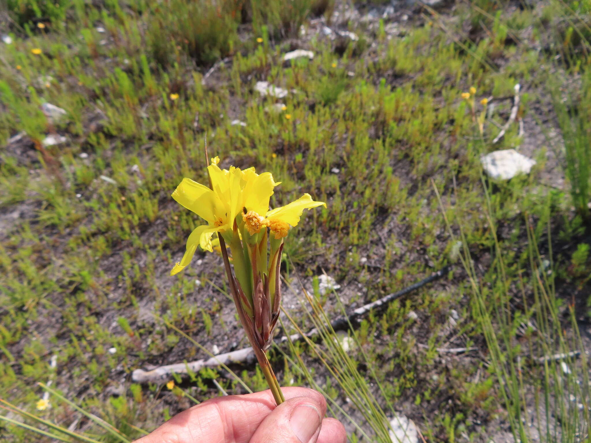 Imagem de Bobartia longicyma subsp. longicyma