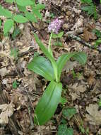 Image de Orchis hybrida (Lindl.) Boenn. ex Rchb.