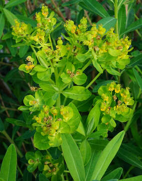 Image of Marsh Spurge