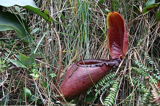 Image of Giant Malaysian Pitcher Plant