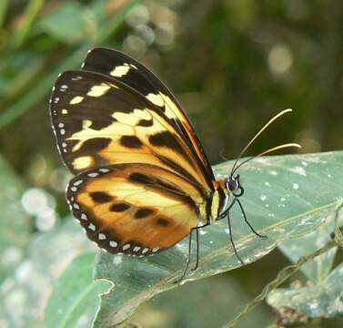 Imagem de Tithorea harmonia pseudethra Butler 1873