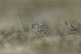 Image of Hardwick's spiny-tailed lizard