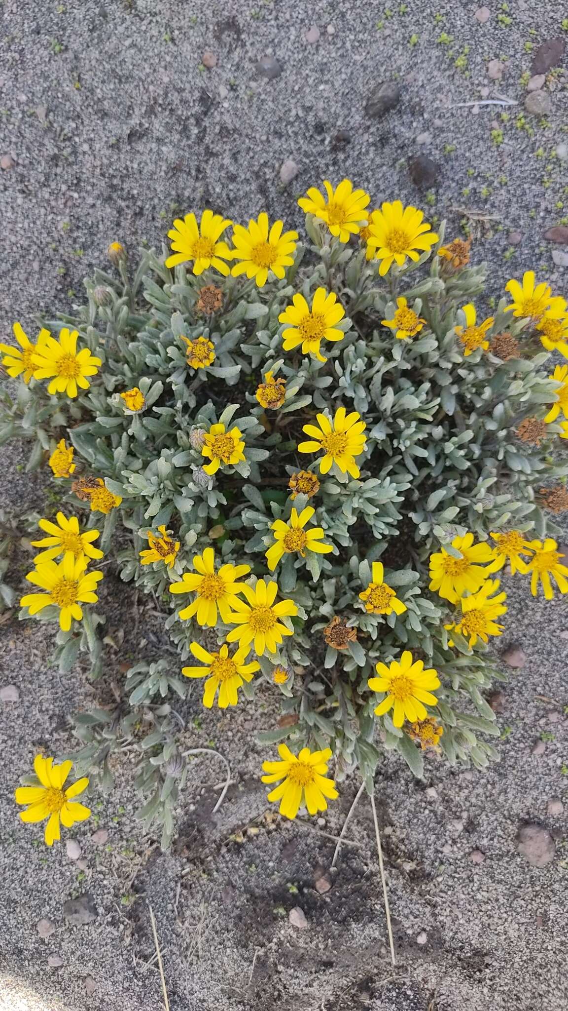 Image of Senecio procumbens Kunth