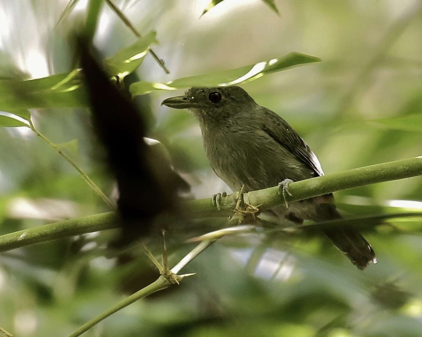 Image of Mouse-colored Antshrike