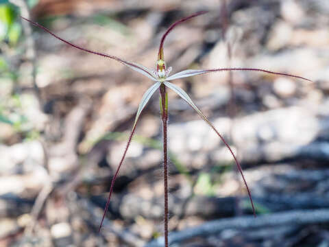 Image of Daddy-long-legs