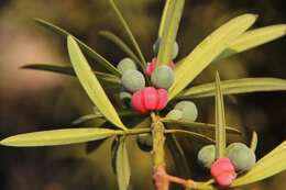 Podocarpus milanjianus Rendle resmi