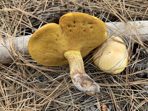 Image of Suillus kaibabensis Thiers 1976