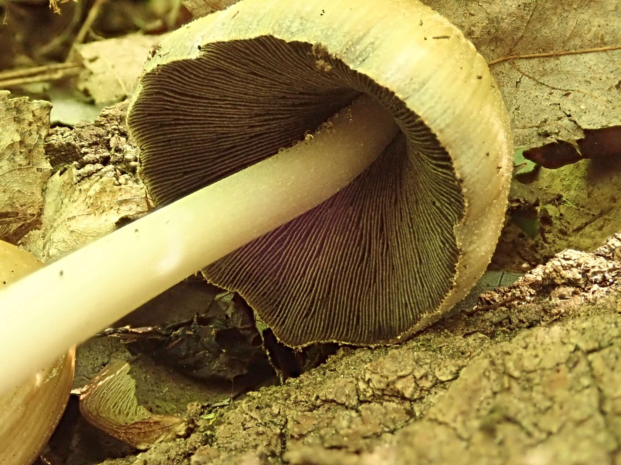 Image of Coprinellus truncorum (Scop.) Redhead, Vilgalys & Moncalvo 2001