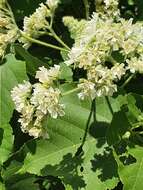 Imagem de Dombeya kirkii Mast.