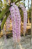 Слика од Rhynchostylis retusa (L.) Blume