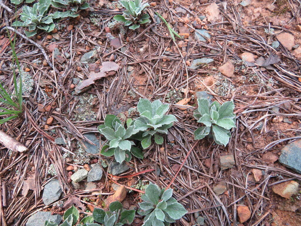 Imagem de Antennaria howellii subsp. neodioica (Greene) R. J. Bayer