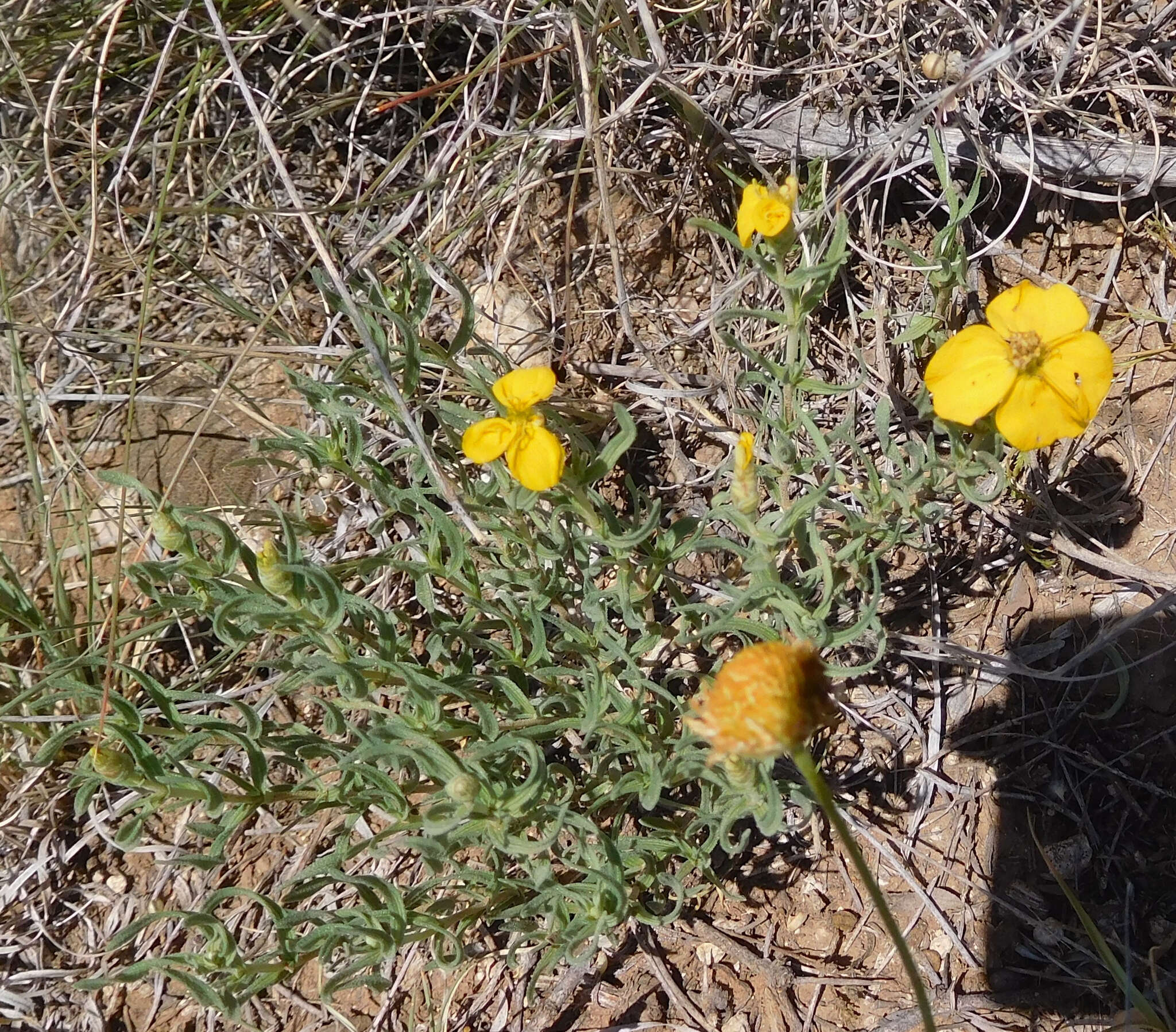 Image of Rocky Mountain zinnia