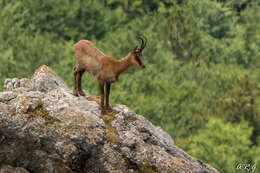 Image of Apennine chamois